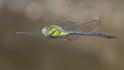 Remartinia luteipennis (Malachite Darner).jpg